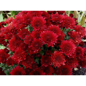 Саженцы Хризантема Бранхилл Ред (Branhill Red) (мультифлор..