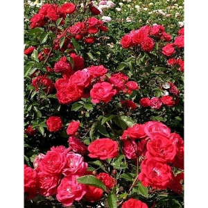 Саженцы Роза Майнауфойер (почвопокровные)
