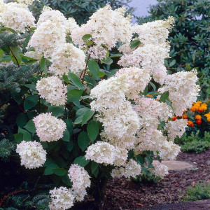 Саженцы Комплект 5шт / Гортензия Грандифлора (Grandiflora)..