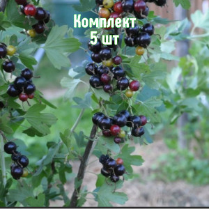 Саженцы Комплект 5шт / Смородина золотистая Байкальская Си..