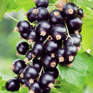 Саженцы Смородина Вернисаж (Черная)